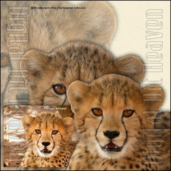 AS-Cheetah-Cub1