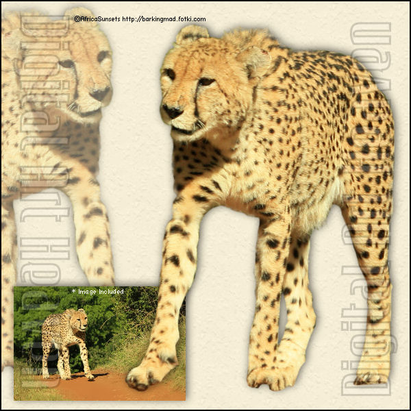 AS-Cheetah2Free