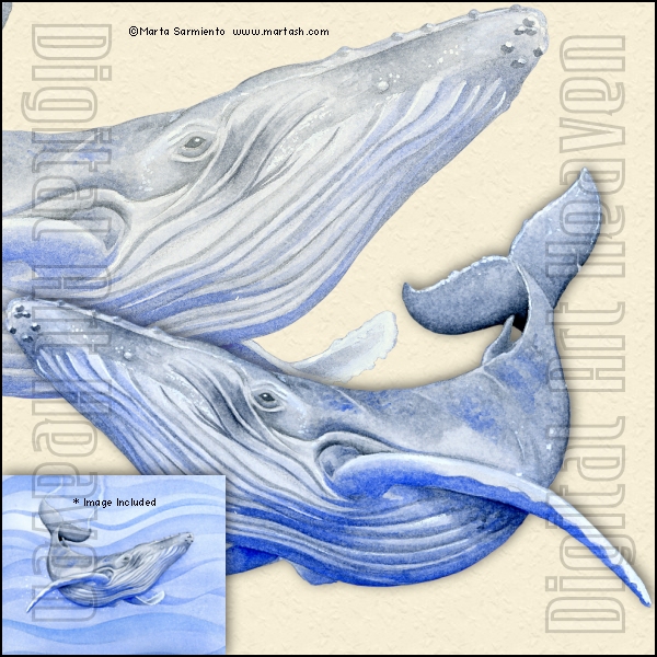 MartaSarmiento-Whale